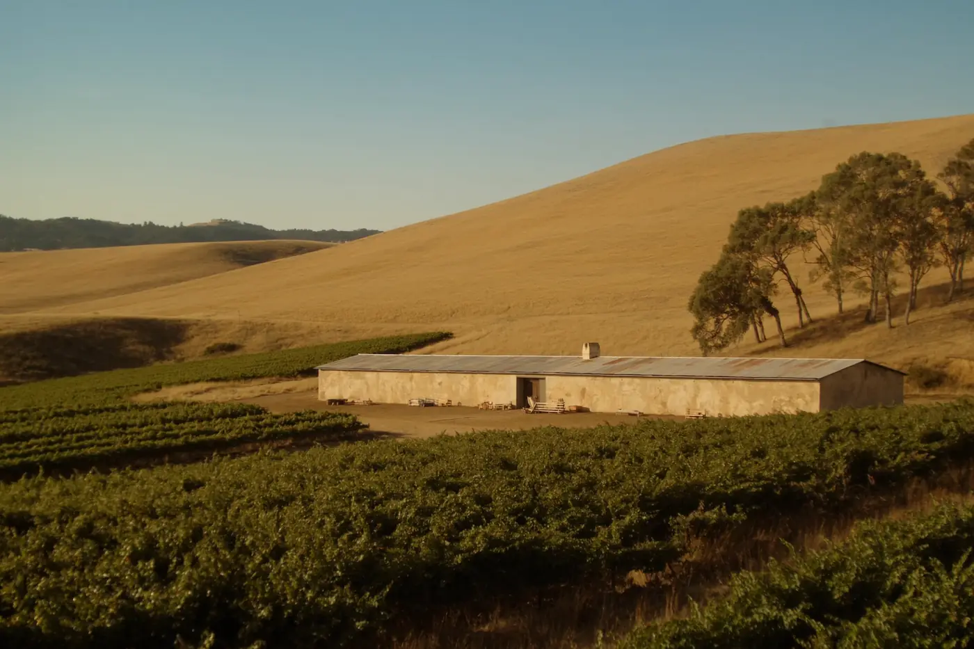 A long rammed-earth winery among vineyard rows at golden hour